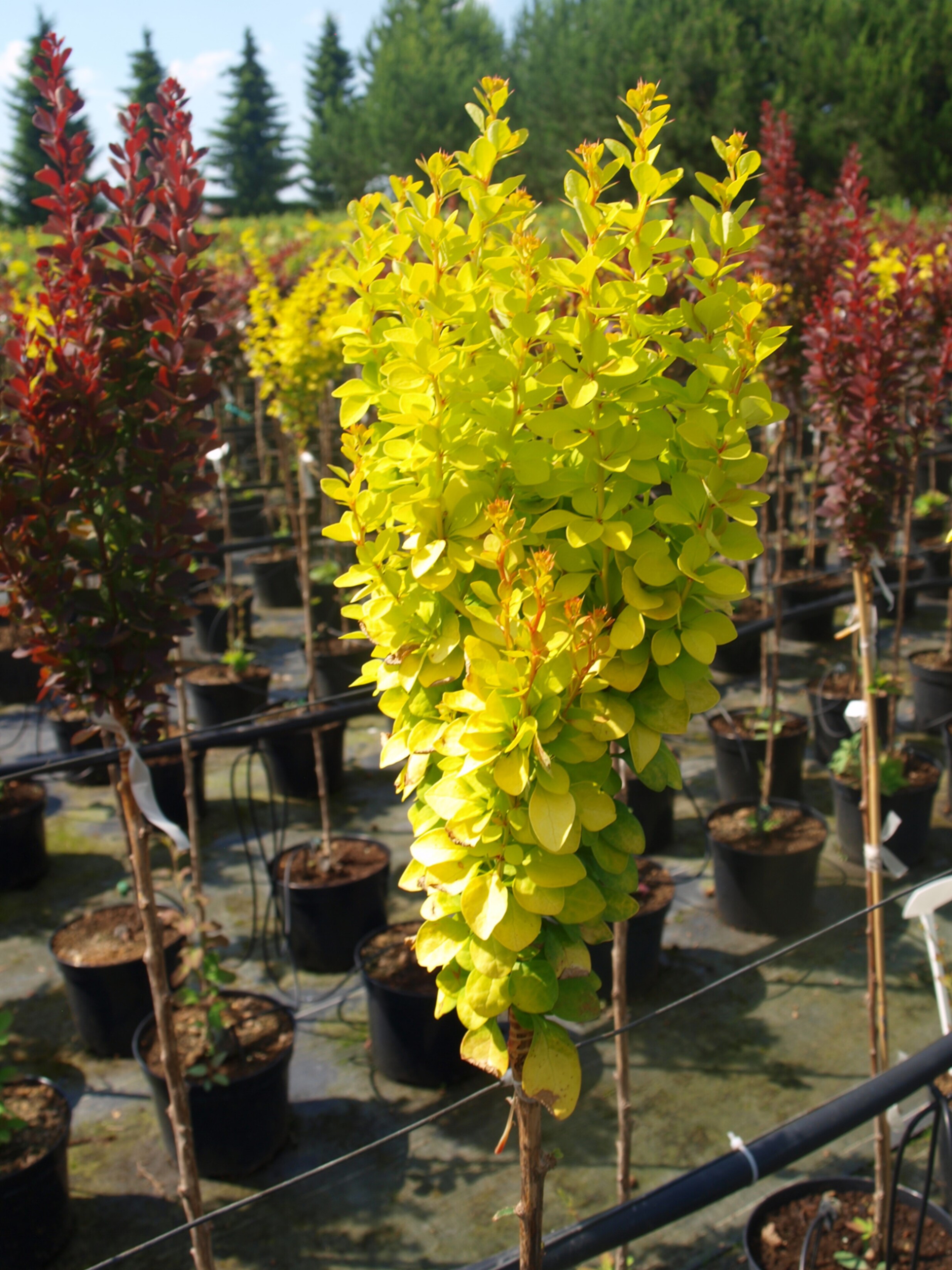 Барбарис тунберга Мария штамб